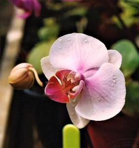 Phalaenopsis Kathryn Roman