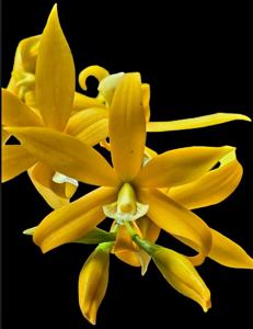 Prosthechea Beacon Fire