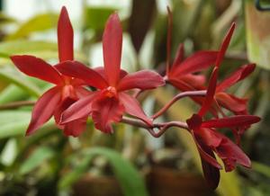 Enanthleya Charlie Brown