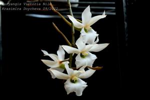 Euryangis Victoria Nile