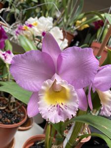 Cattleya Beaumesnil