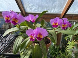 Cattleya Casitas Spring