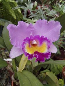 Cattleya Casitas Spring