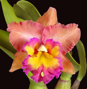 Cattleya Kodiak Island