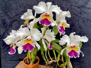 Cattleya Lucie Hausermann