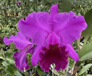 Cattleya Nigrescent