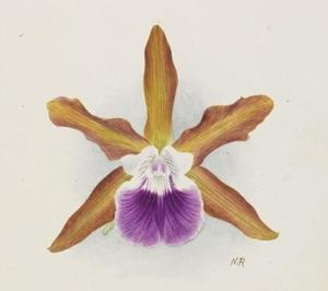 Cattleya Remula (1900)