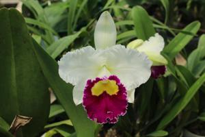 Cattleya Sheila Lauterbach