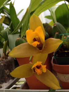 Lycaste Jason