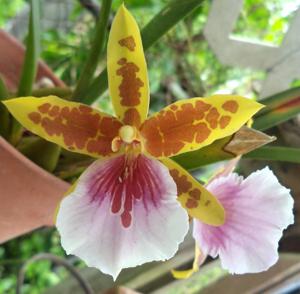 Miltonia Earl Dunn