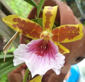 Miltonia Earl Dunn