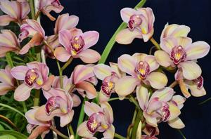Oncidumnia Rosado