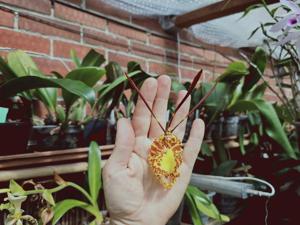 Psychopsis Butterfly