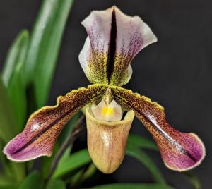 Paphiopedilum A. Dimmock