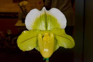 Paphiopedilum Betty Bracey