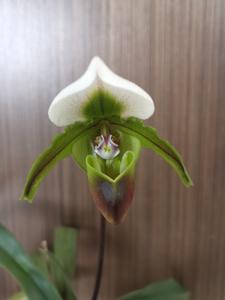 Paphiopedilum Bruno