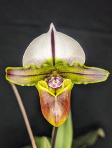 Paphiopedilum Bruno