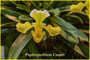 Paphiopedilum Canari