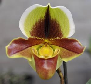 Paphiopedilum Dalla