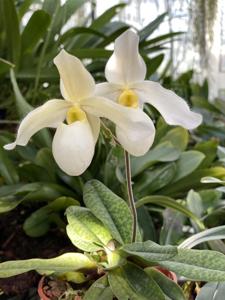 Paphiopedilum Dellaina