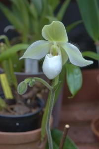 Paphiopedilum Deperle