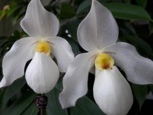 Paphiopedilum Deperle