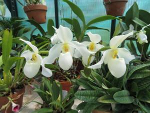 Paphiopedilum Deperle