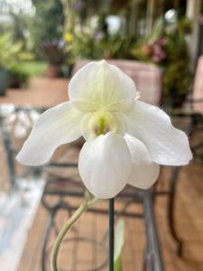 Paphiopedilum Deperle