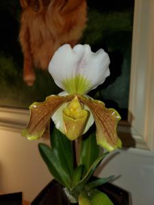 Paphiopedilum Gigi Moore