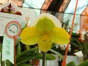 Paphiopedilum Green Globe