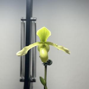 Paphiopedilum Henrietta Fujiwara