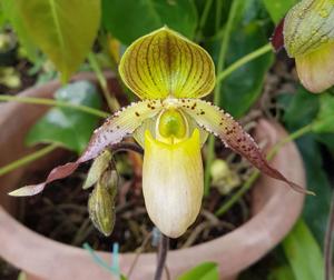 Paphiopedilum Honey