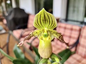 Paphiopedilum Honey