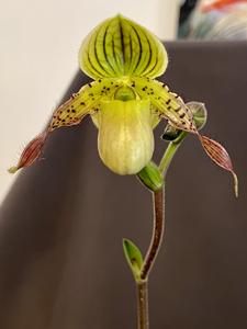 Paphiopedilum Honey