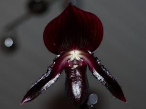 Paphiopedilum Maudiae