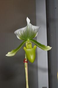 Paphiopedilum Maudiae