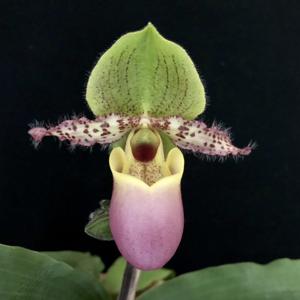 Paphiopedilum Pinocchio