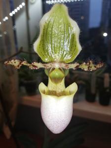 Paphiopedilum Pinocchio