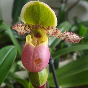 Paphiopedilum Pinocchio