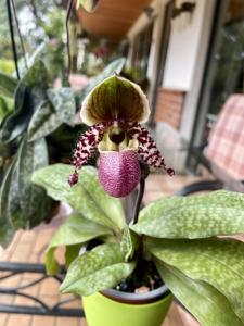 Paphiopedilum Pinocchio