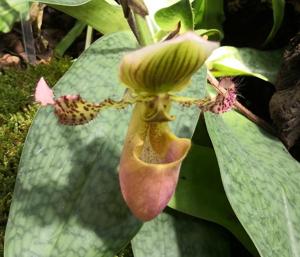 Paphiopedilum Roseville