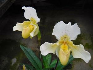 Paphiopedilum Rosy Dawn