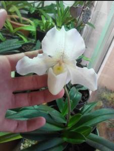 Paphiopedilum Rosy Dawn