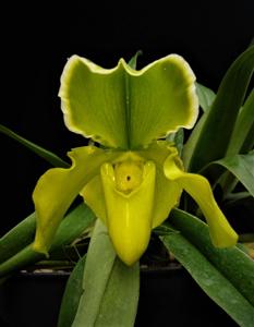 Paphiopedilum Samarkand