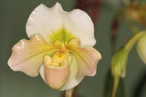 Paphiopedilum Snowbird