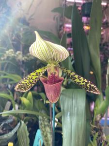 Paphiopedilum Sukar Honi