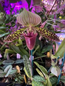 Paphiopedilum Sukar Honi