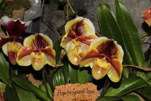 Paphiopedilum Sun Queen