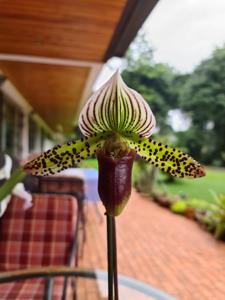 Paphiopedilum Via Quatal