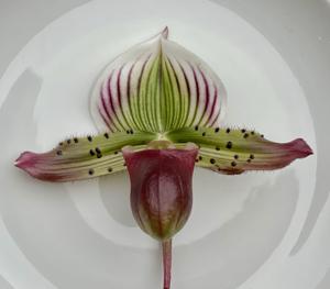 Paphiopedilum Via Quatal